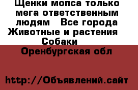 Щенки мопса только мега-ответственным людям - Все города Животные и растения » Собаки   . Оренбургская обл.